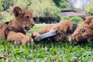 Young lion cubs at Dehiwala zoo open for public viewing