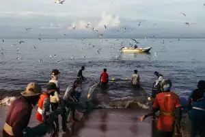 Sri Lanka’s Fish Harvest Declining Since 2014, NARA Warns