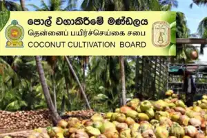 Rs. 2.5 Billion Subsidy Programme Launched to Protect Coconut Cultivation Amid Dry Weather