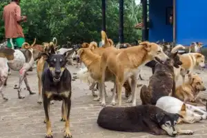 New Bill Proposed to Strengthen Rabies Control and Dog Registration in Sri Lanka