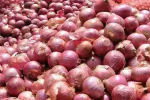 Agriculture Ministry Launches Measures to Boost Big Onion Production
