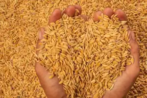 Additional Rs. 2.5 Billion Approved for 2026 Yala Paddy Procurement